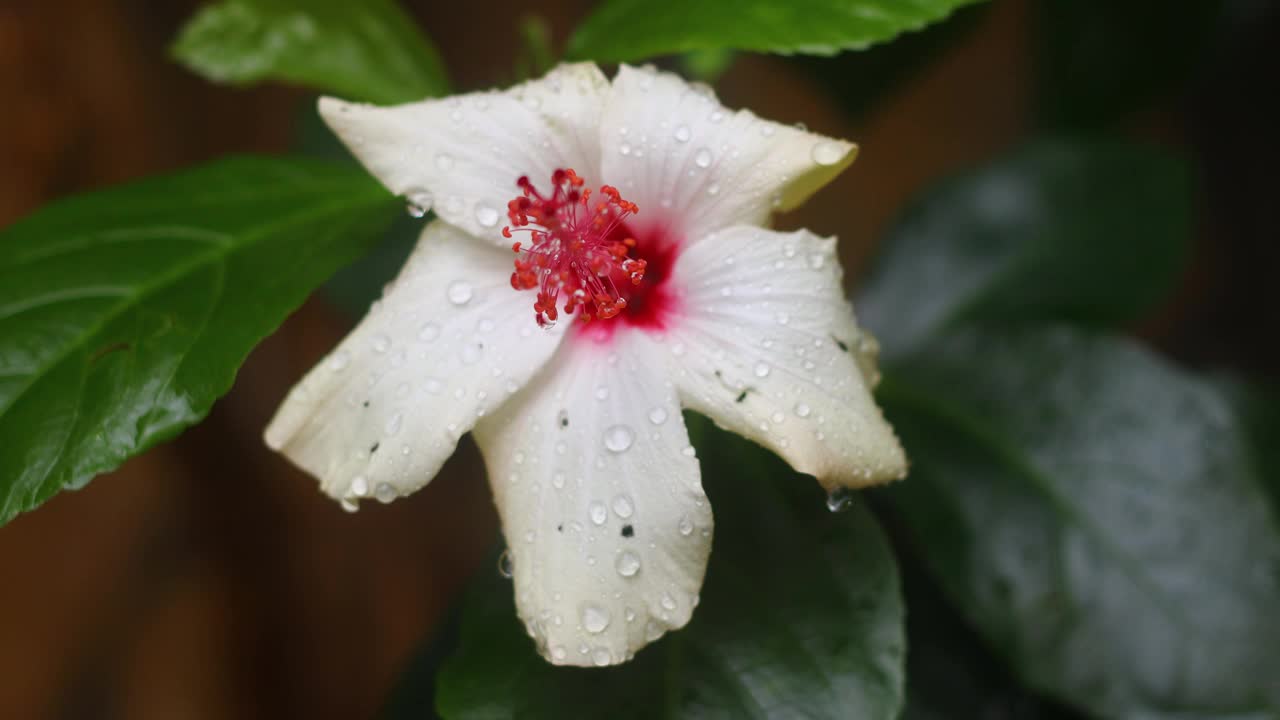 秋天的花和雨滴。有选择性的重点。视频素材