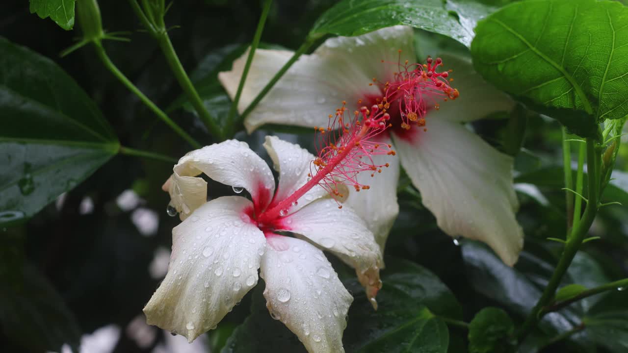 秋天的花和雨滴。有选择性的重点。视频素材