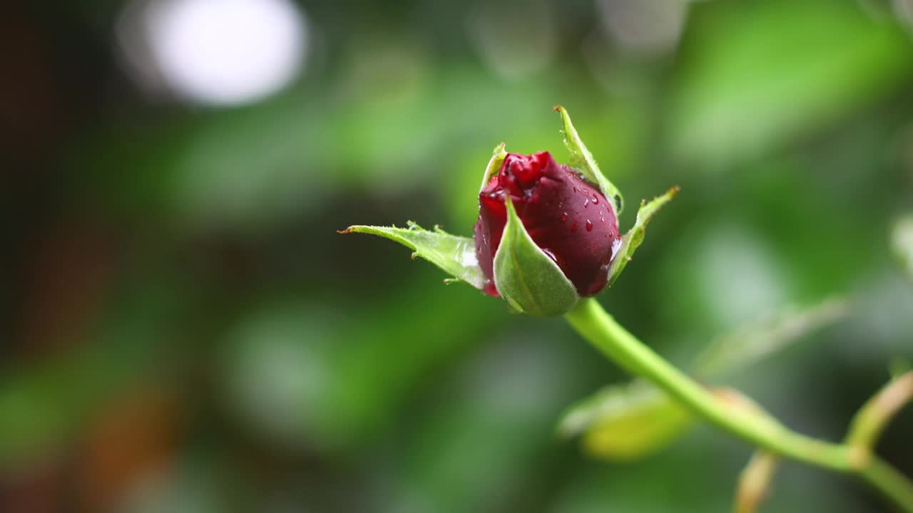 秋天的花和雨滴。有选择性的重点。视频素材