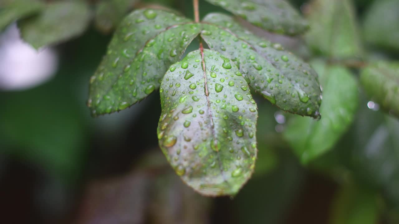 秋天的花和雨滴。有选择性的重点。视频素材