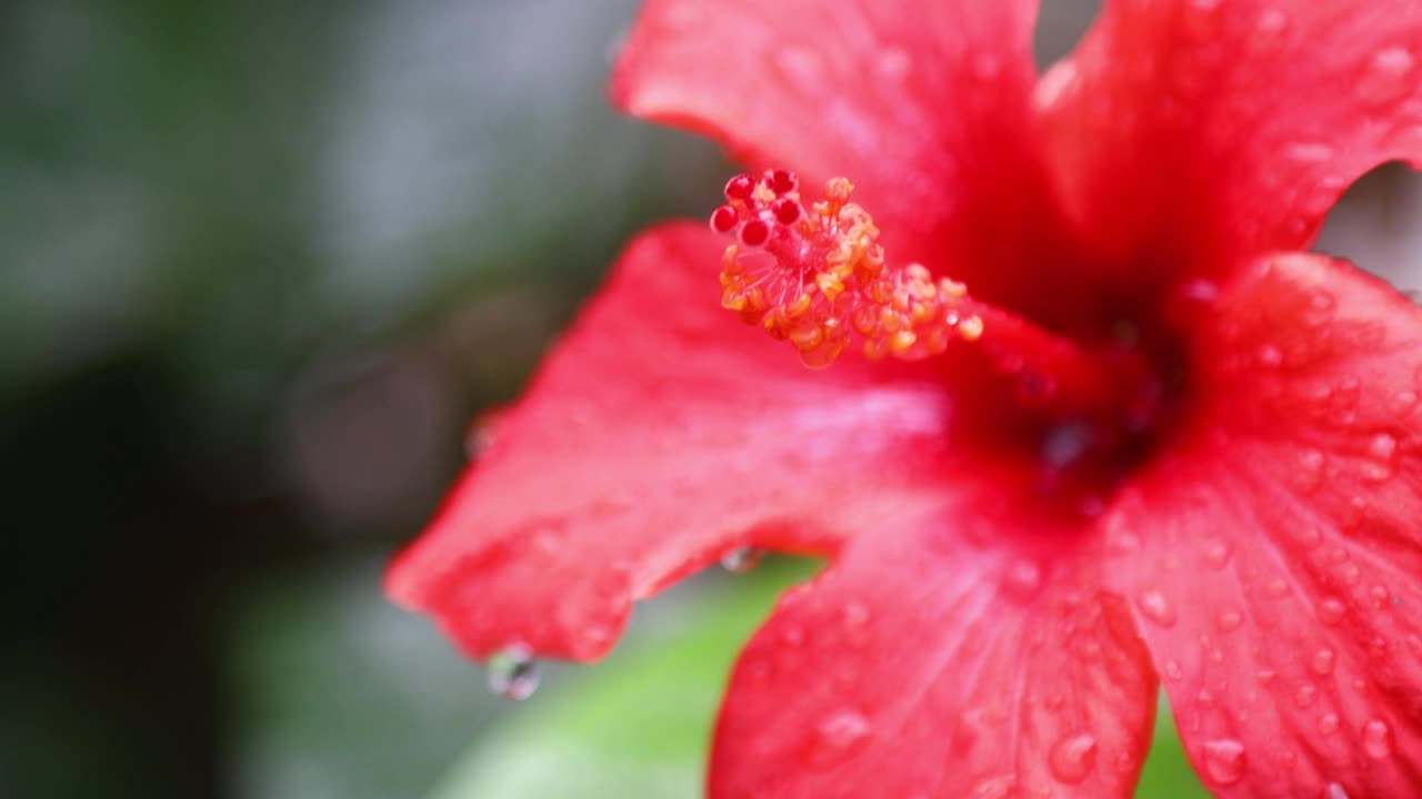 秋天的花和雨滴。有选择性的重点。视频素材