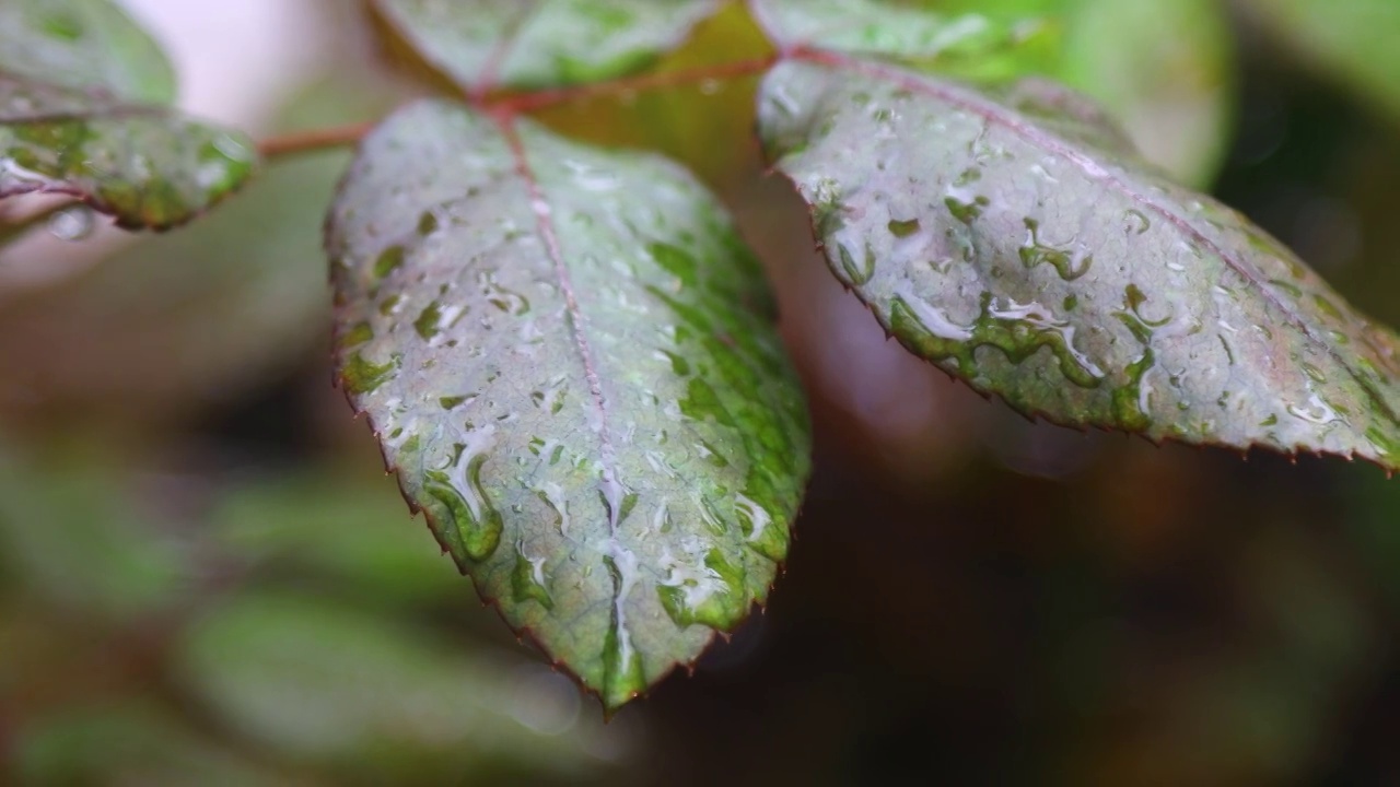 秋天的花和雨滴。有选择性的重点。视频素材