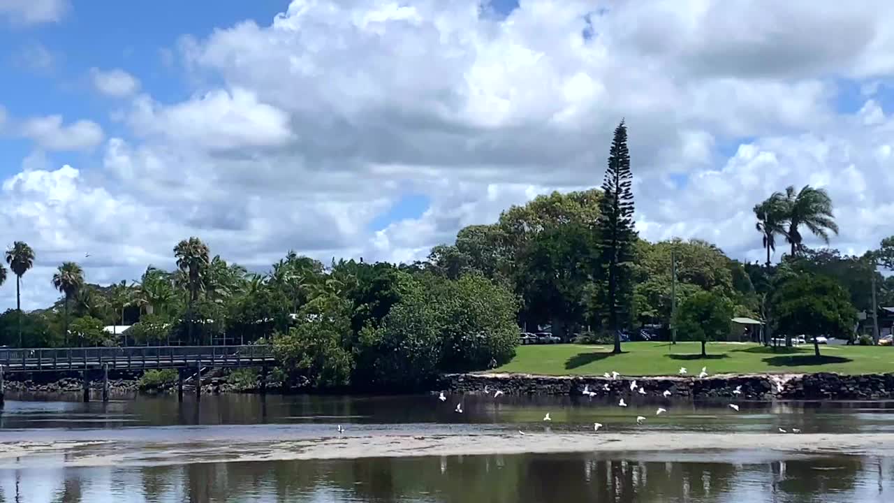 湖沙洲上的一群白鸟视频素材