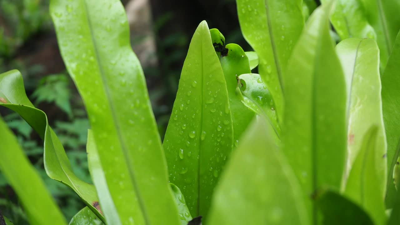 蕨类植物在热带雨林视频素材