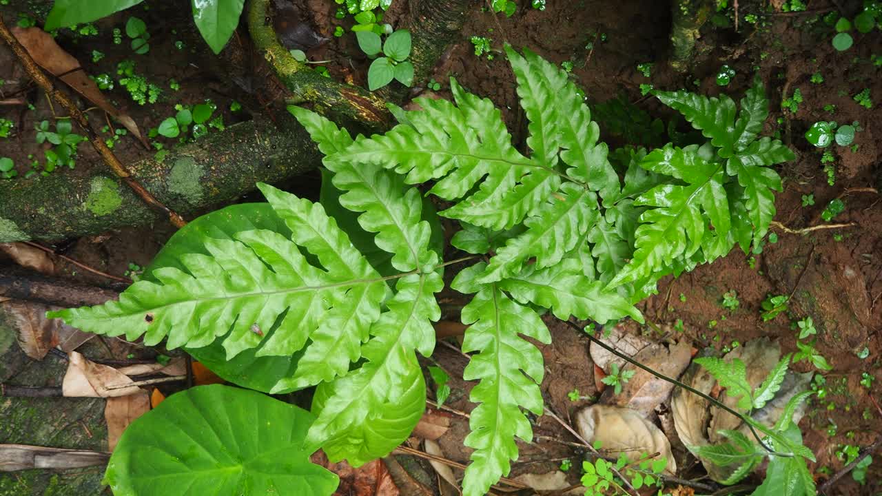 蕨类植物在热带雨林视频素材