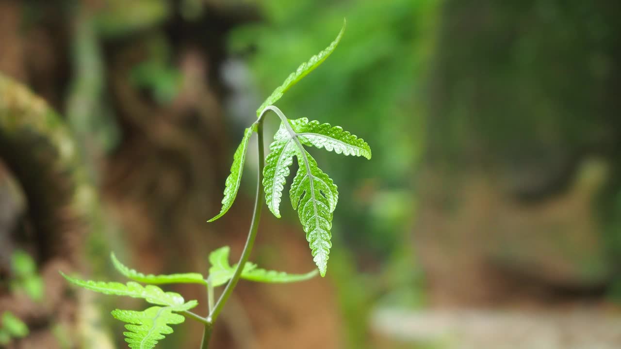 蕨类植物在热带雨林视频素材