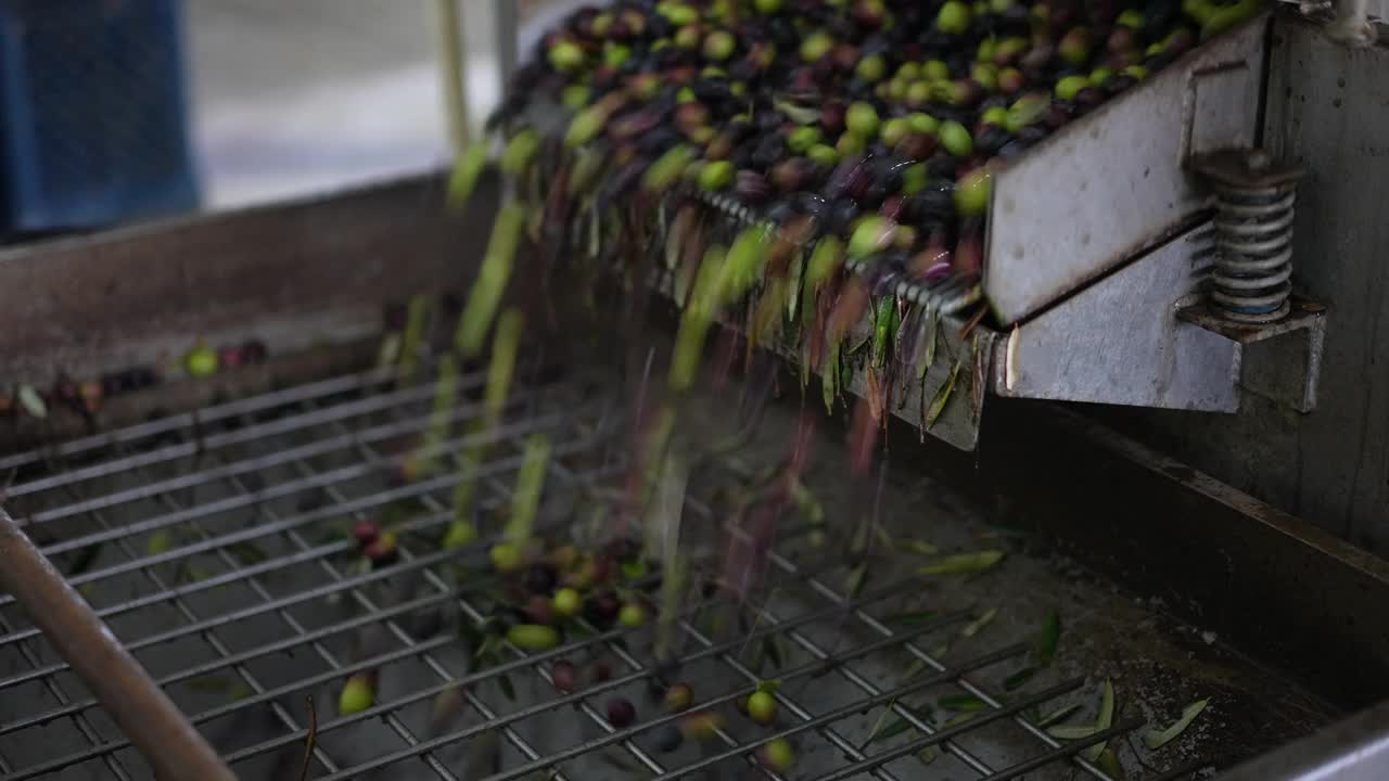 在现代榨油机中橄榄清洗和脱叶的过程视频素材