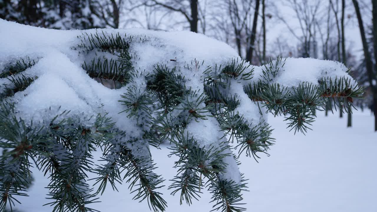 雪下的圣诞树树枝视频素材