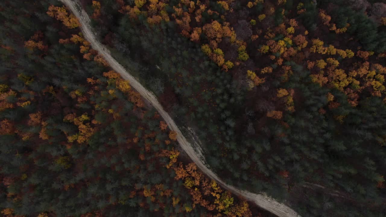 在秋天的森林中间的土路的镜头视频素材