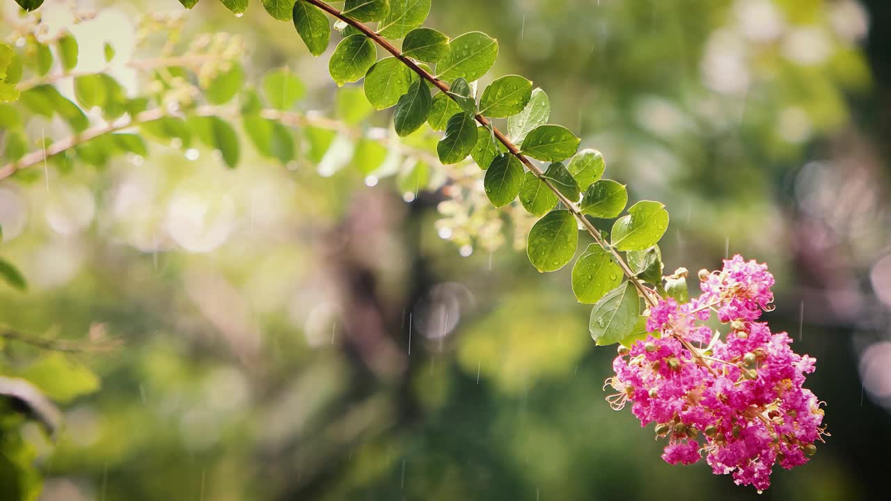 夏天下雨的时候，美丽的风景视频素材