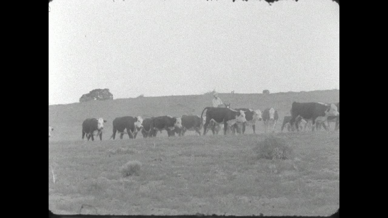 WS牛仔在怀俄明州平原上下山放牧;1962视频素材