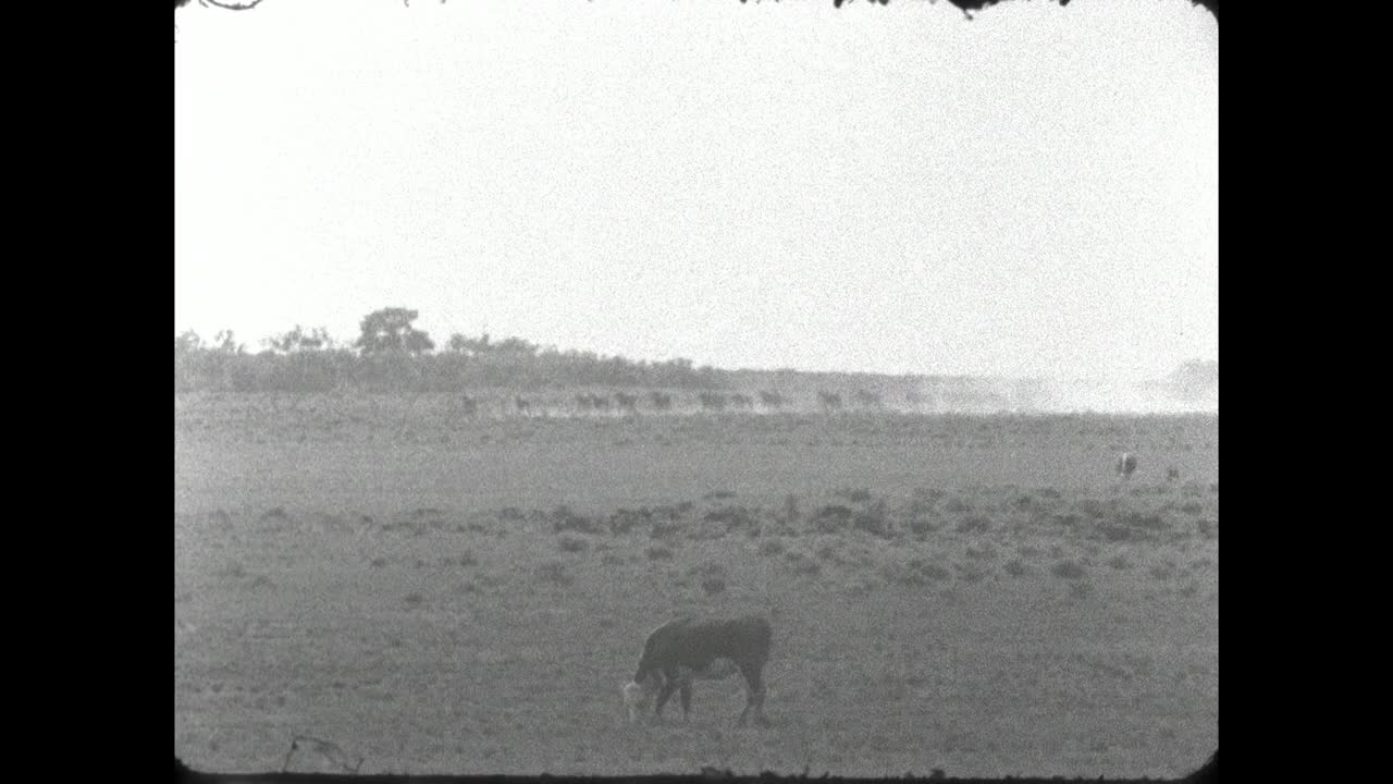 在美国尘土飞扬的平原上，WS牛仔赶着一群马;1962视频素材