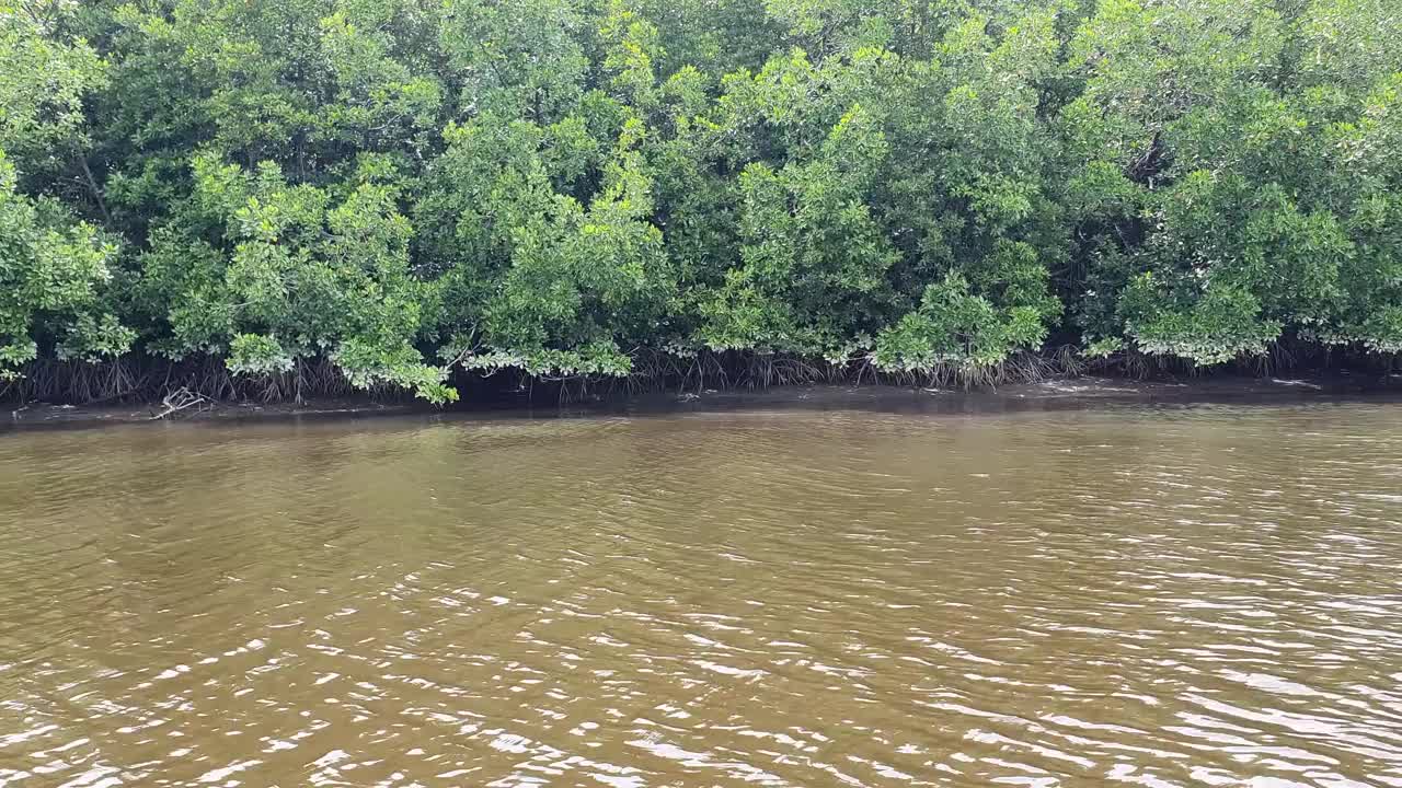 河景红树林之旅视频素材