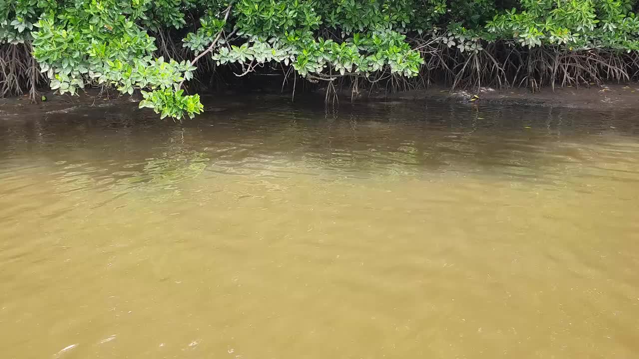 河景红树林之旅视频素材