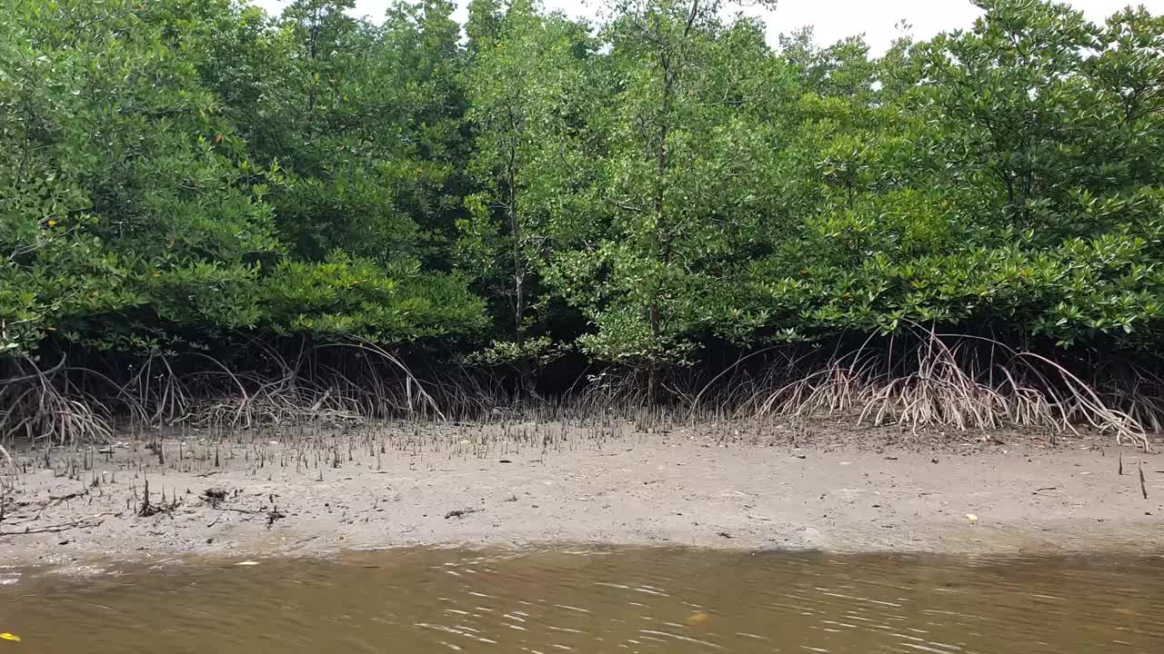 河景红树林之旅视频素材