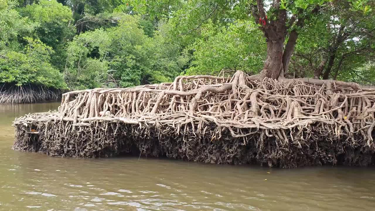 河景红树林之旅视频素材