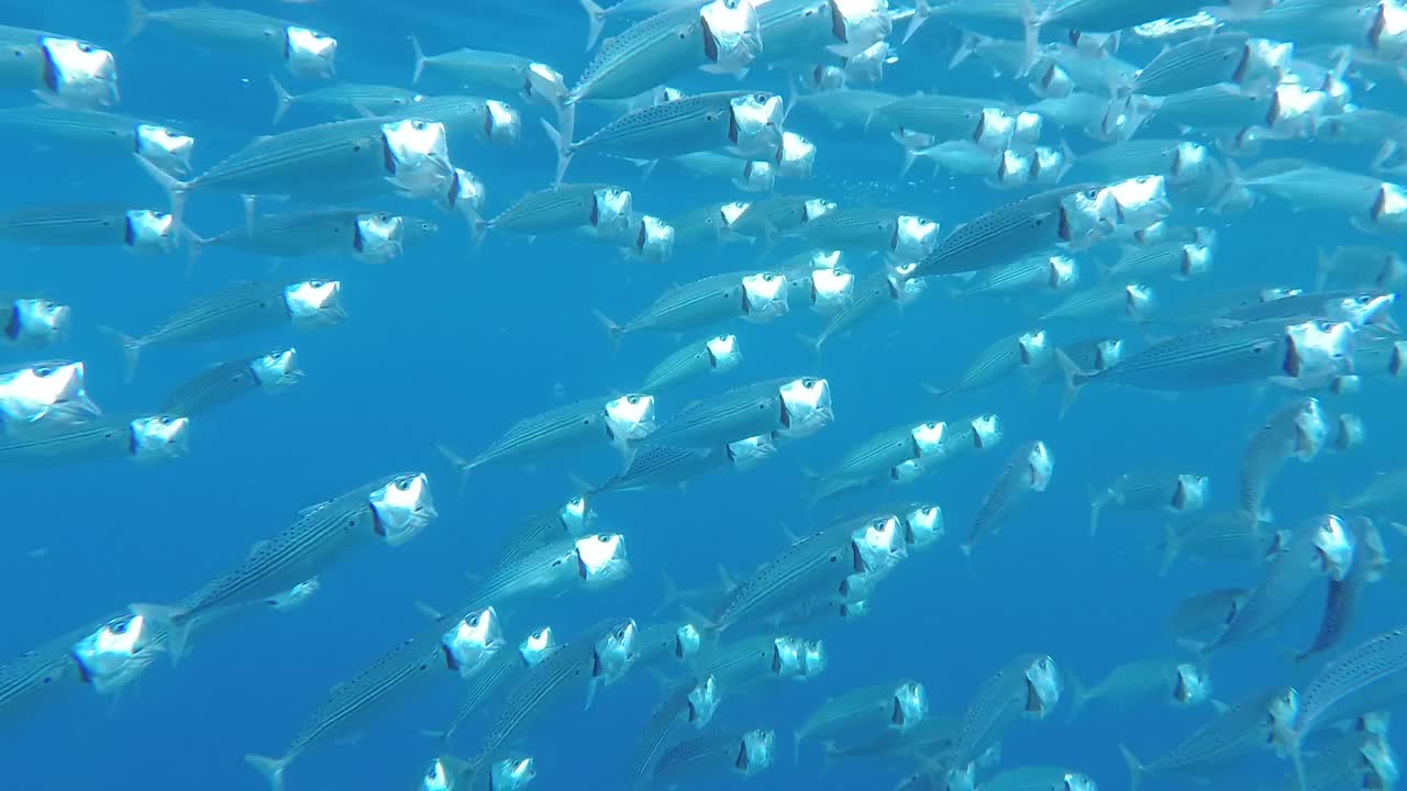 印度鲭鱼群在红海泻湖喂养过程。浅水的海洋生物。鲭鱼以浮游生物为食，张嘴游动视频素材