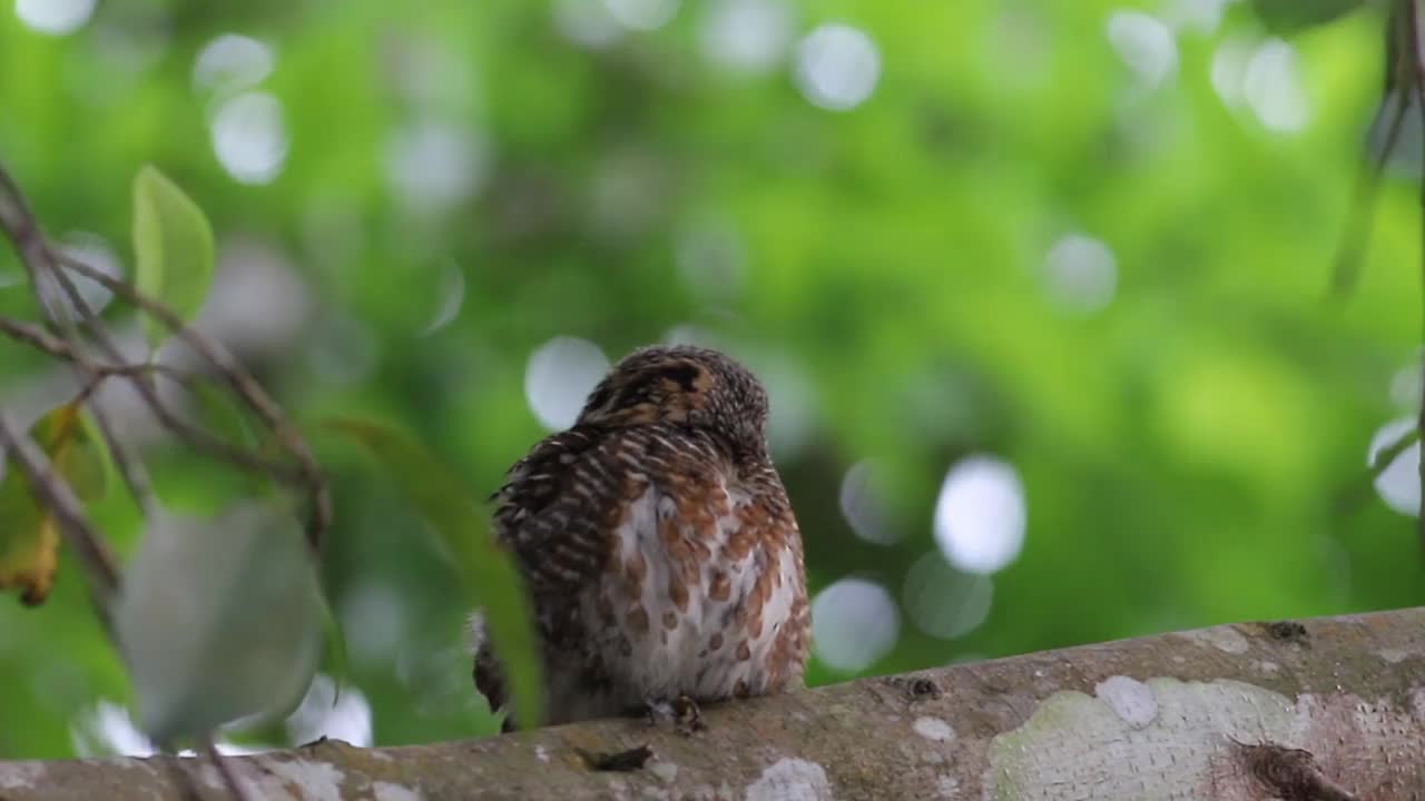 猫头鹰，冠毛小猫头鹰(Glaucidium brodiei)栖息在森林的树枝上视频素材