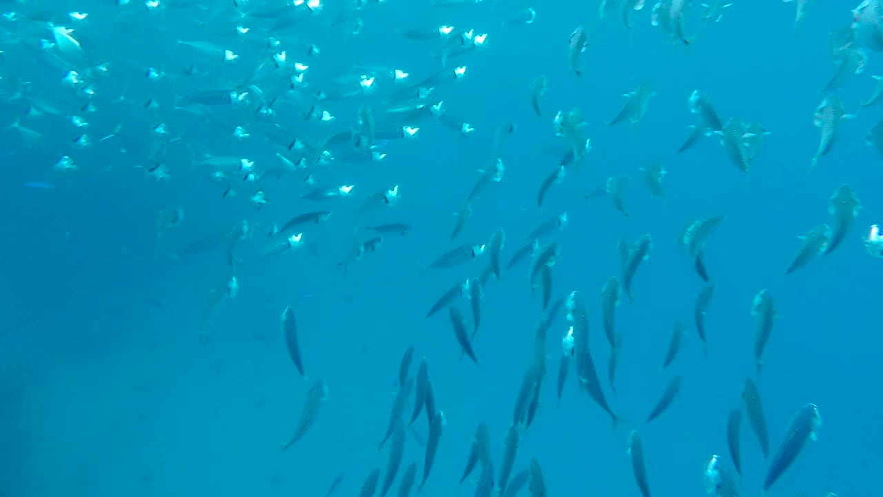 红海泻湖中印度鲭鱼的摄食过程。浅海的海洋生物。扫描鱼张开嘴游泳以浮游生物为食视频素材