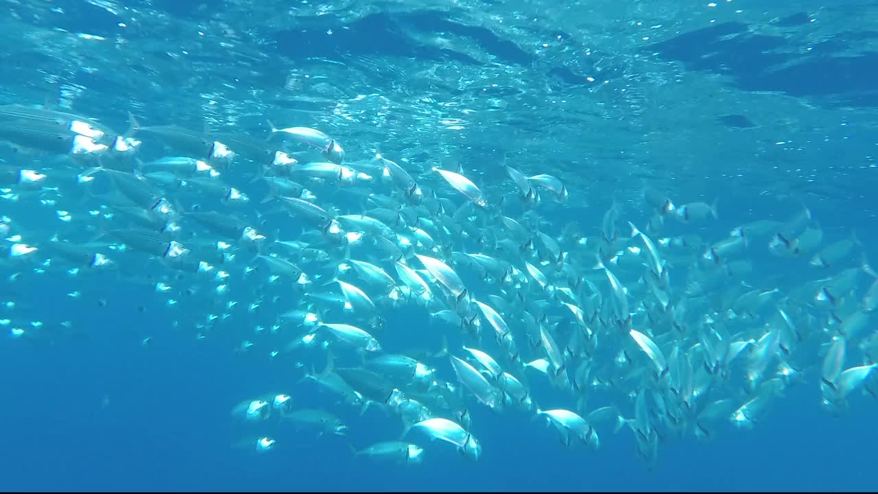 红海泻湖中印度鲭鱼的摄食过程。浅海的海洋生物。扫描鱼张开嘴游泳以浮游生物为食视频素材