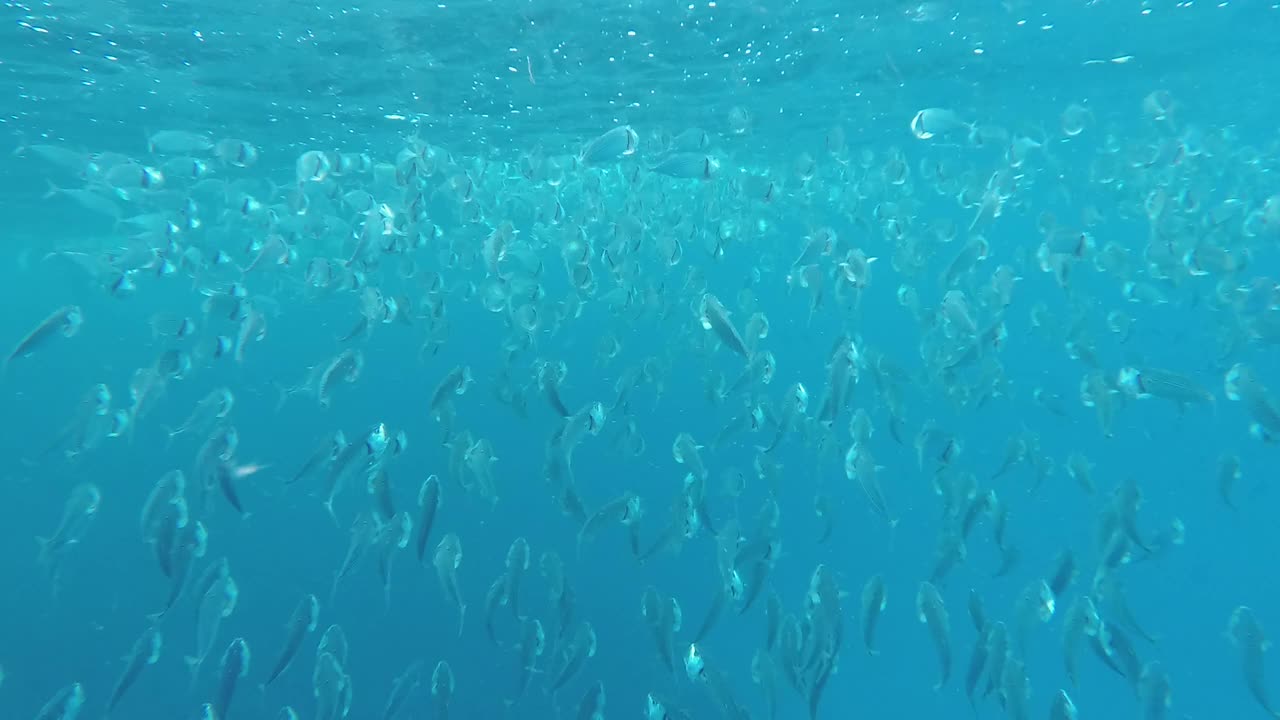 红海泻湖中印度鲭鱼的摄食过程。浅海的海洋生物。扫描鱼张开嘴游泳以浮游生物为食视频素材