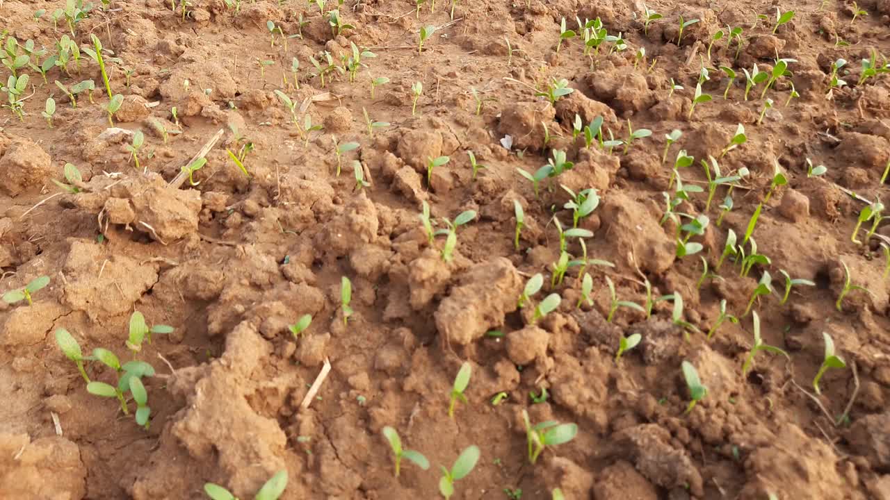 菜园子中的胡芦巴属植物。视频素材