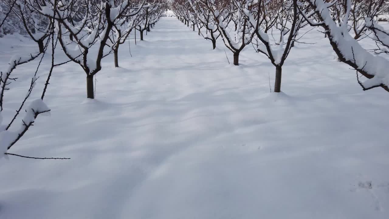 雪下的杏园视频下载