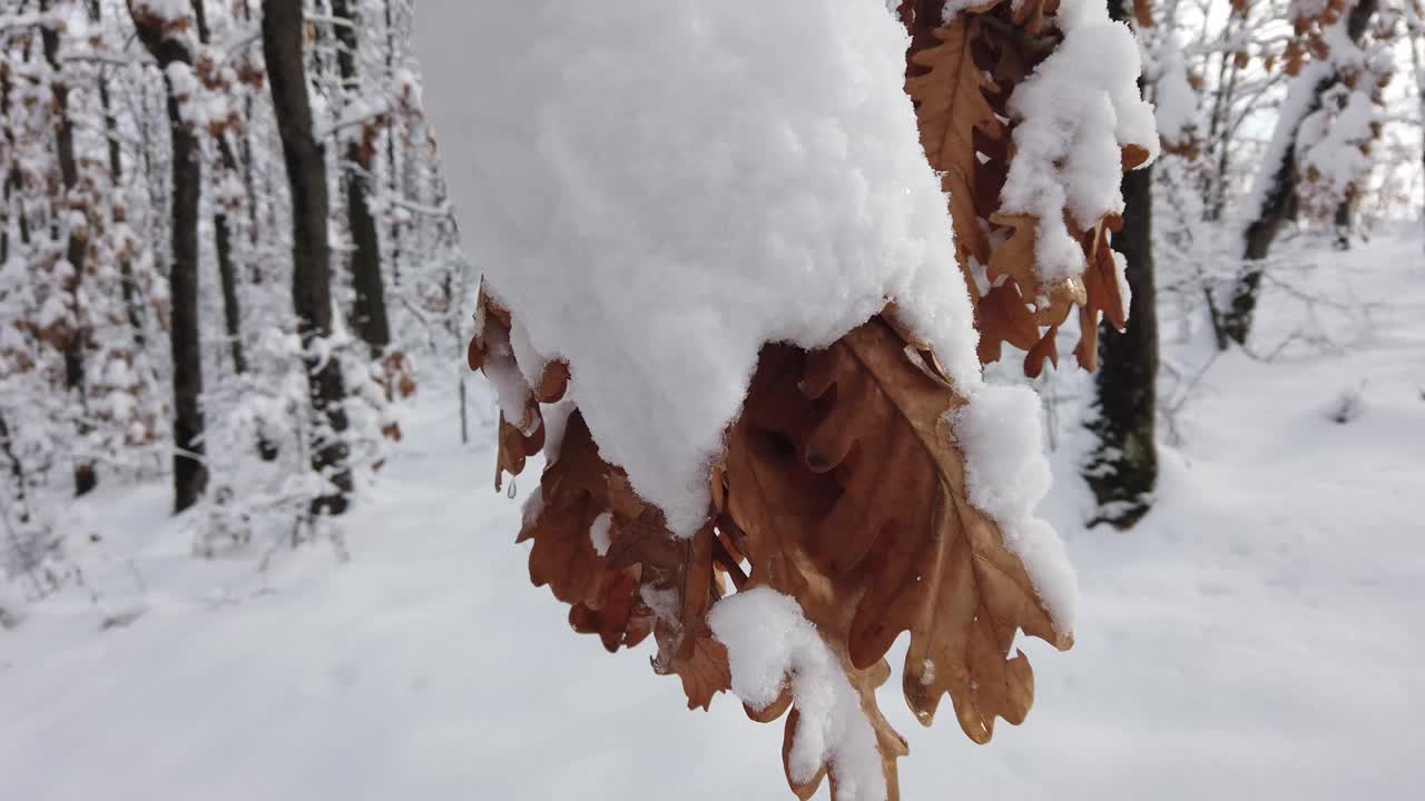 冰雪下的橡树叶视频素材