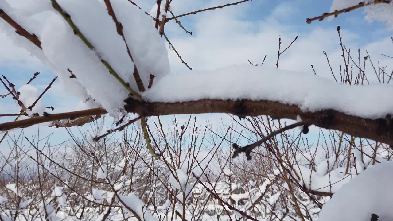 桃树果园下的雪视频下载