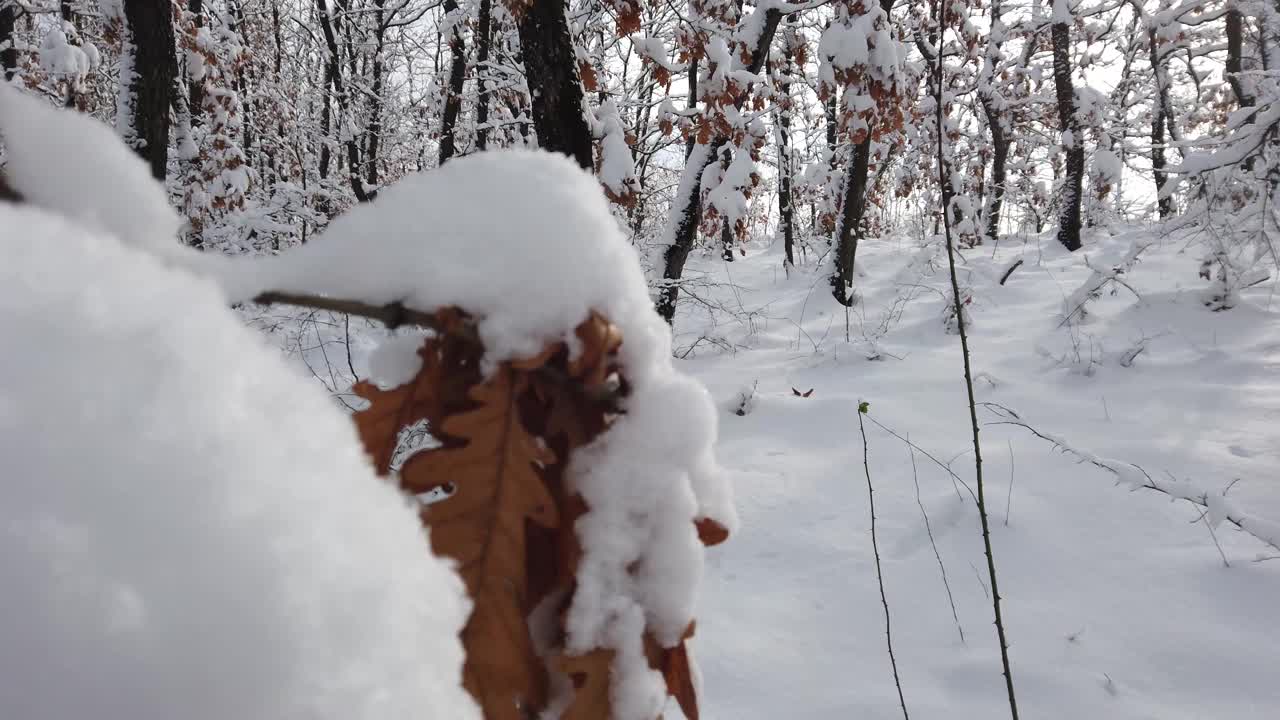 冬天森林灌丛橡树叶子覆盖雪视频下载