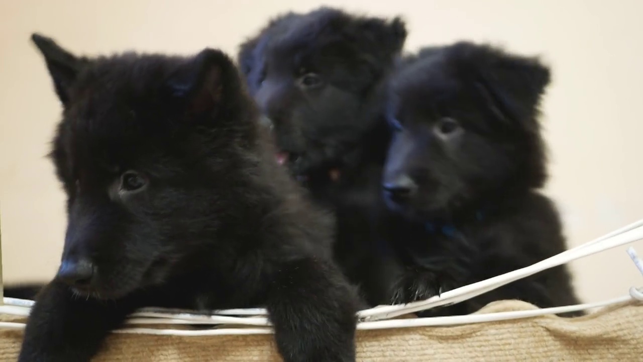 饥饿的比利时牧羊犬的小狗们站在篱笆上要求食物。有趣的黑色小狗打哈欠，不耐烦地跳。快乐可爱的小狗看着相机的概念视频素材