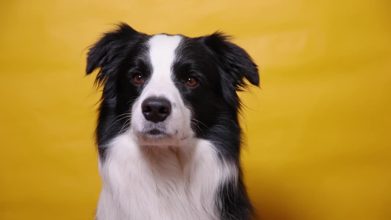 有趣的肖像可爱的小狗边境牧羊犬孤立的黄色彩色背景。可爱的宠物狗。宠物动物生活理念视频素材