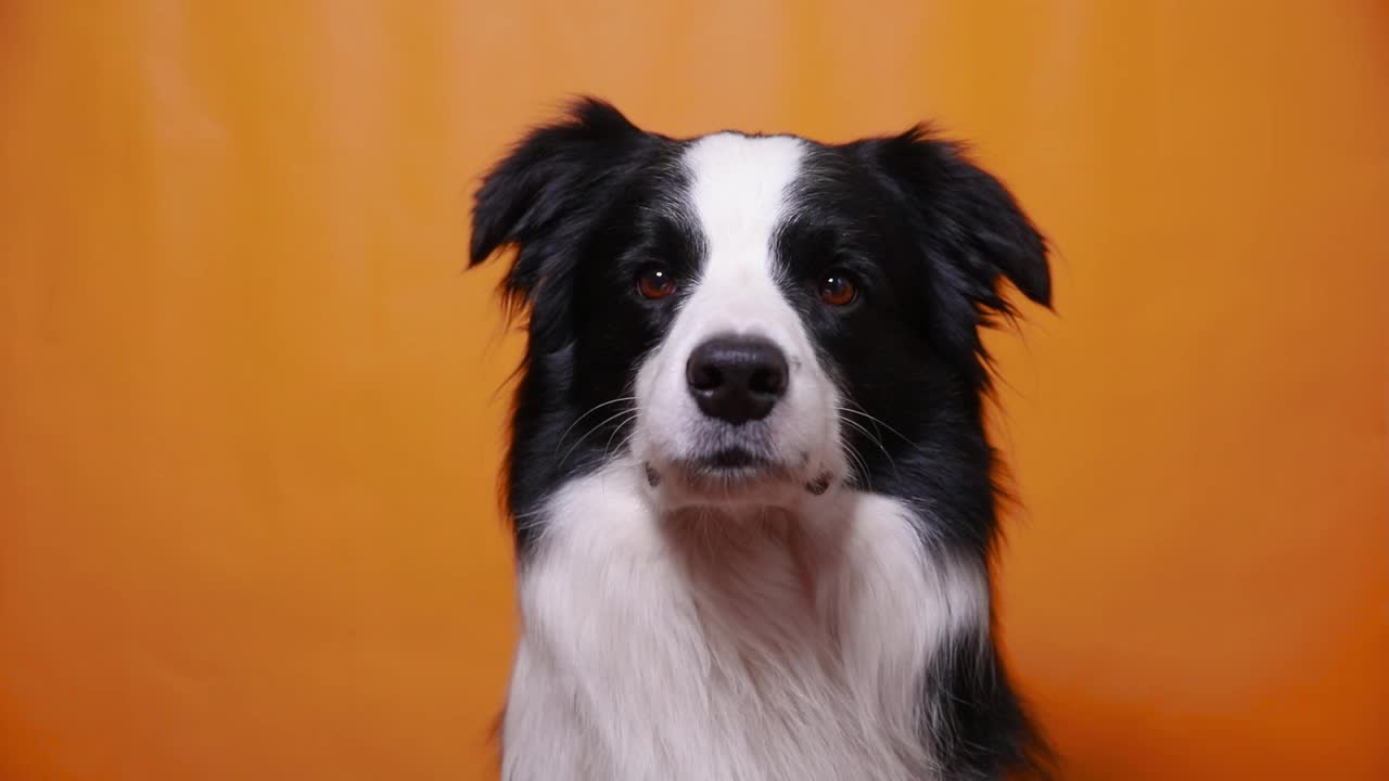 有趣的肖像可爱的小狗边境牧羊犬孤立在黄色橙色彩色背景。可爱的宠物狗。宠物动物生活理念视频素材