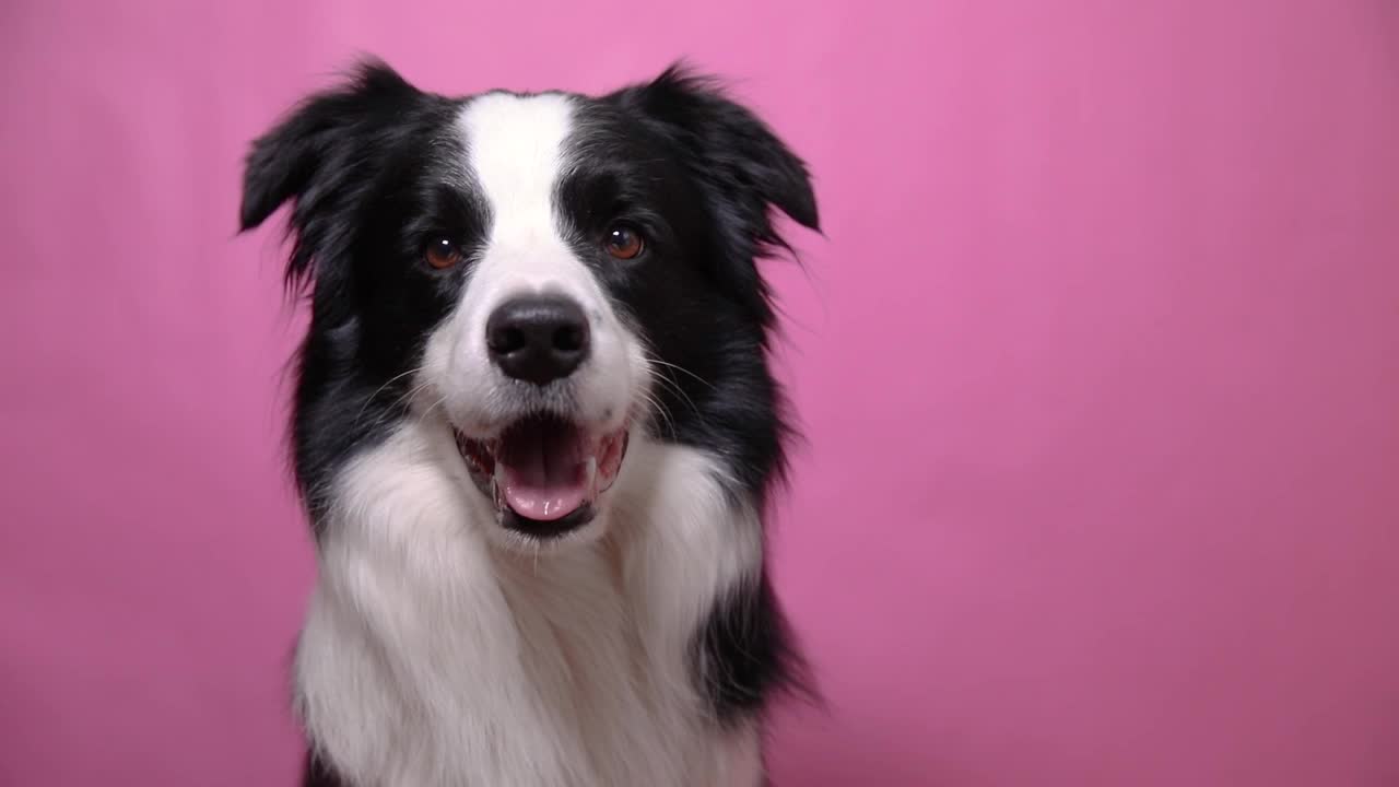 有趣的肖像可爱的小狗边境牧羊犬叫声孤立在粉红色的彩色背景。可爱的宠物狗。宠物动物生活理念视频素材