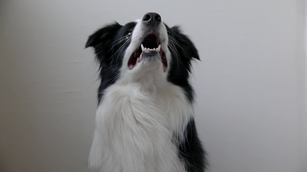 情人节的概念。有趣的肖像可爱的小狗边境牧羊犬持有红玫瑰花在嘴孤立在白色的背景。可爱的小狗在情人节送礼物视频素材