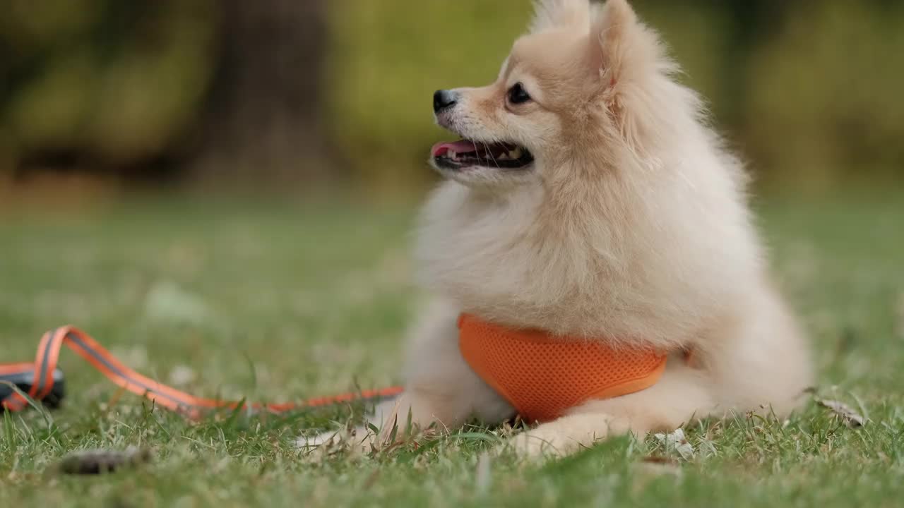 4k视频，在后院和可爱的小博美犬玩耍。在阳光明媚的夏日给毛茸茸的宠物喂零食。视频素材