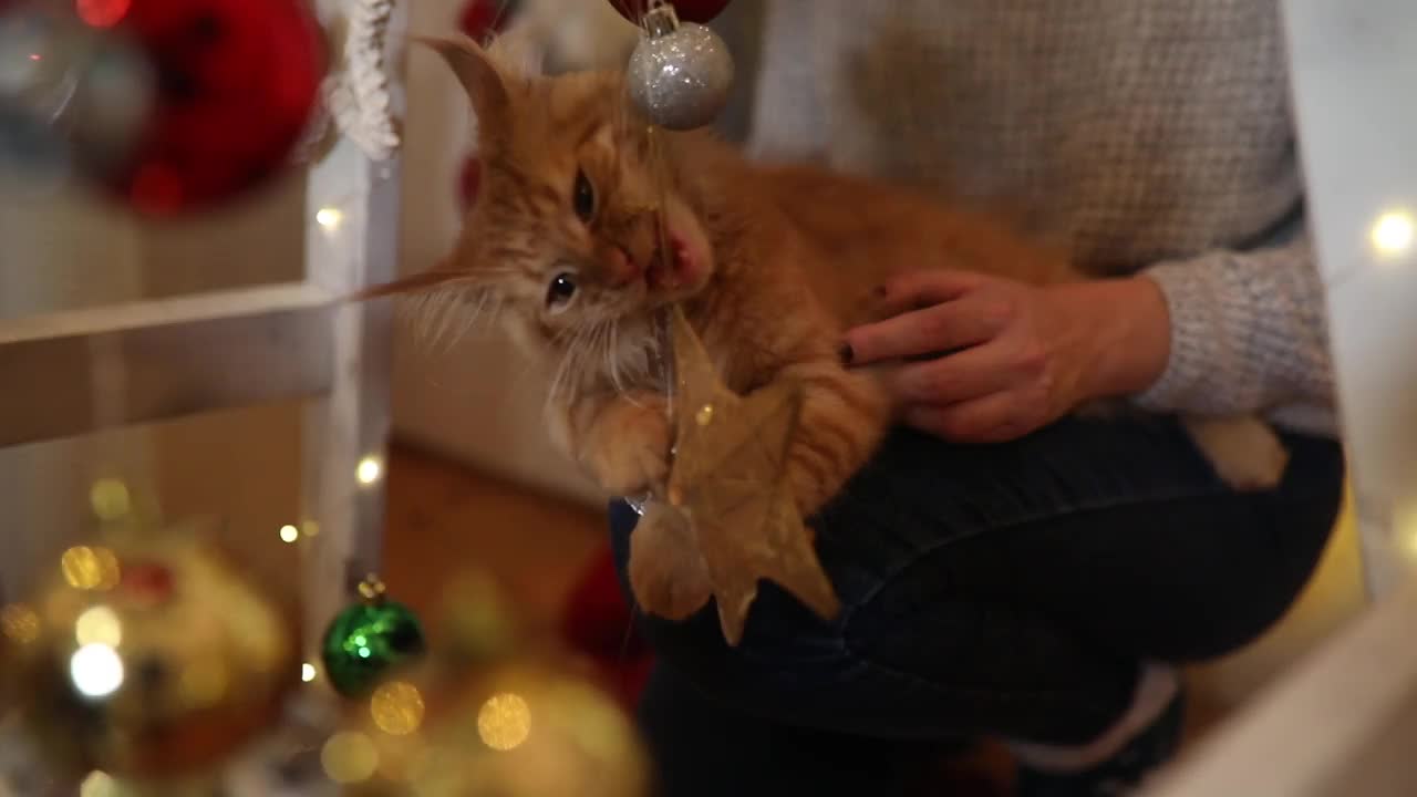 小猫在玩圣诞装饰品视频素材