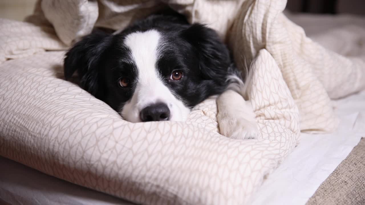 有趣可爱的小狗狗边境牧羊犬躺在枕头毛毯在床上。不要打扰我，让我睡觉。宠物狗躺在室内打盹。有趣的宠物动物生活理念视频素材