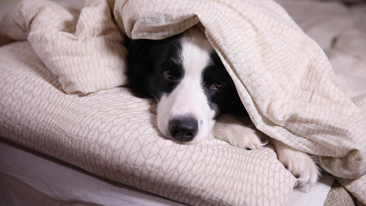 有趣的可爱的小狗狗边境牧羊犬躺在枕头下毛毯在床上。不要打扰我，让我睡觉。宠物狗躺在室内打盹。有趣的宠物动物生活理念视频素材