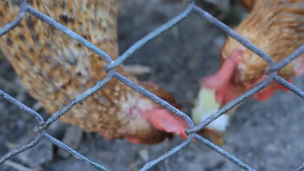 鸡在院子里寻找食物，没有人储存录像视频素材