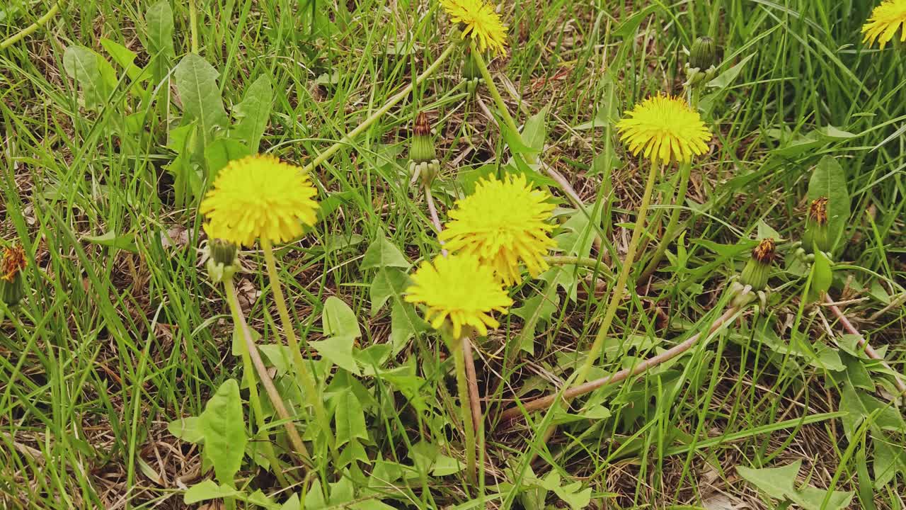 草坪上的黄色蒲公英特写视频素材