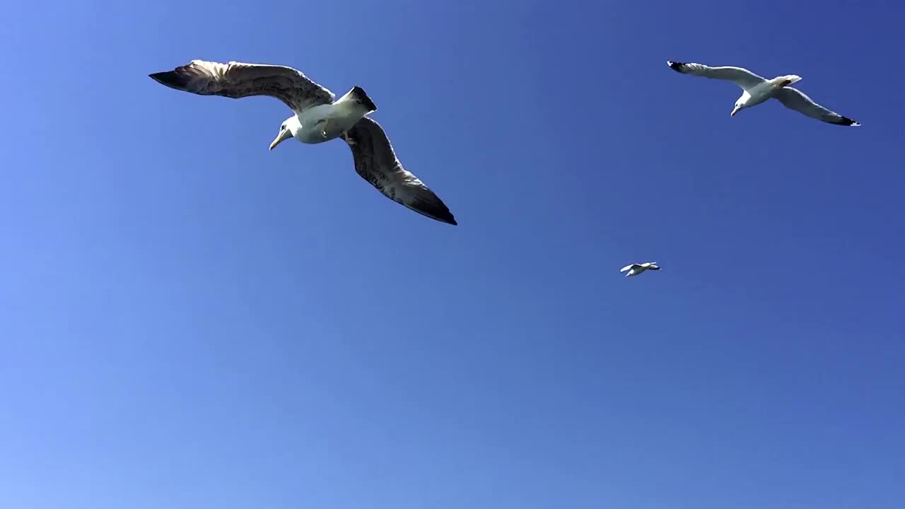 海鸥在土耳其马尔马拉海上空飞翔的春天视频素材