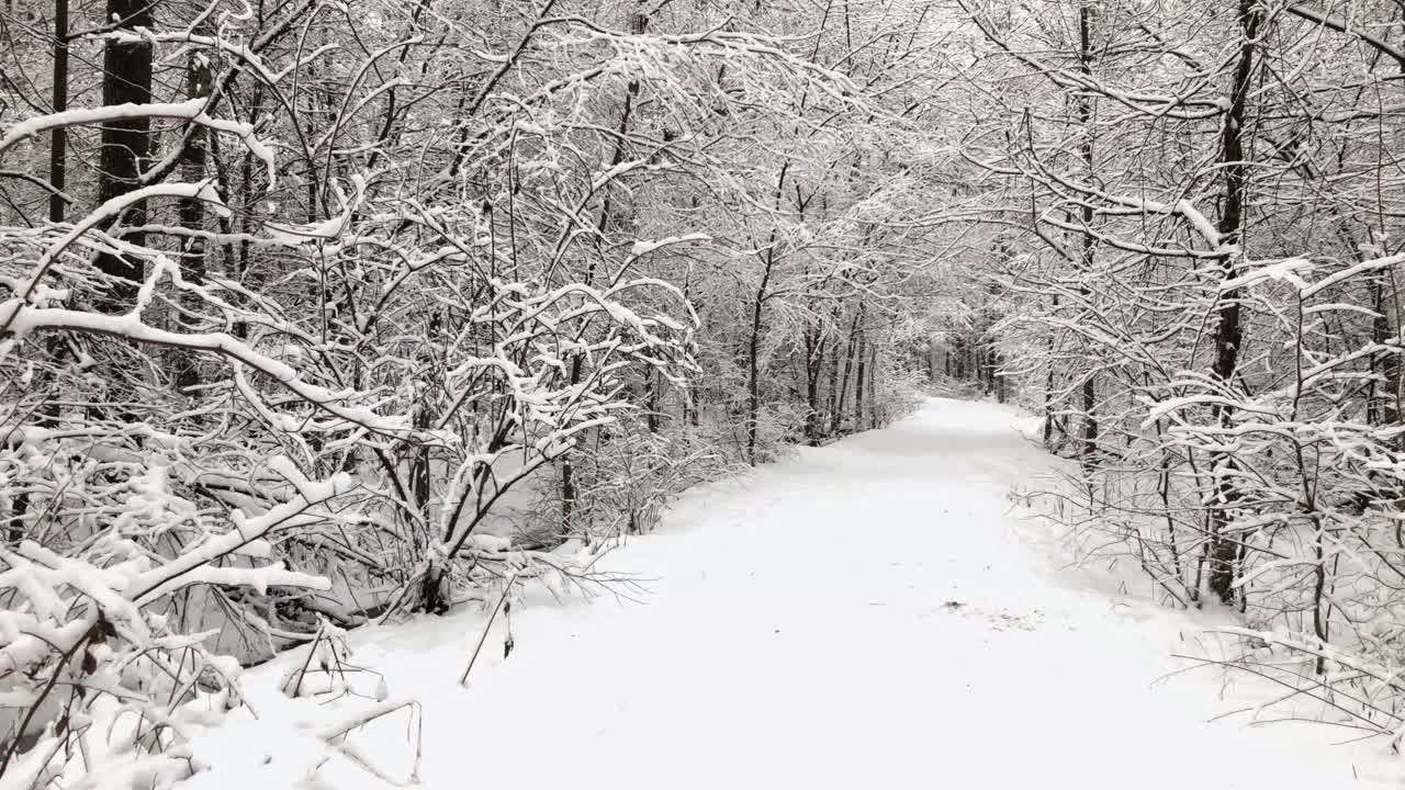 行走在冰雪覆盖的树林中视频素材