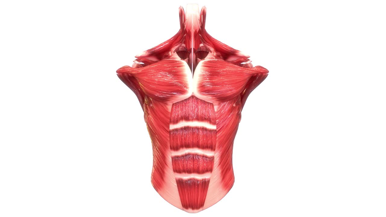 人体肌肉系统躯干肌肉解剖动画概念视频素材