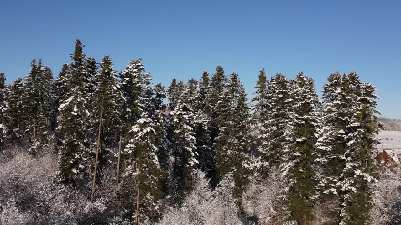 在惊人的阳光明媚的日子里，无人机在覆盖着雪的雄伟云杉树之间飞行的令人难以置信的镜头。美丽的冬季度假概念混交林。冒险的自由生活方式视频素材