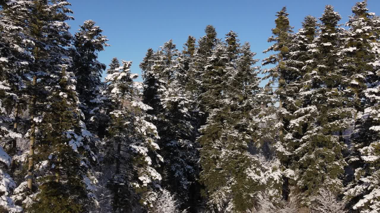 无人机拍摄的平静的冬天，积雪的森林在背景乡村在阳光明媚的日子。探索和旅游目的地的旅游和漫游。美丽的自然奇观概念视频素材