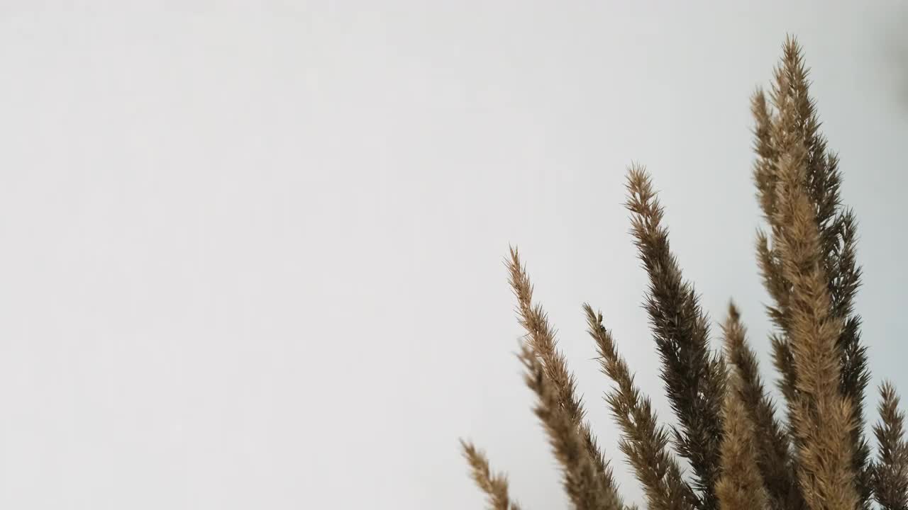 潘帕斯草植物背景。自然的极简构图，干花靠着灰墙，复制空间。视频素材