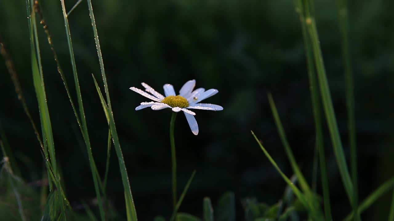 甘菊在深绿色的草丛中绽放视频素材