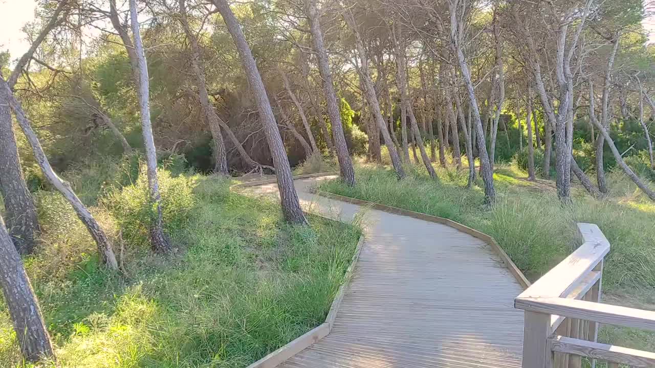 在夏日阳光明媚的日子里，沿着公园的木板路散步视频素材