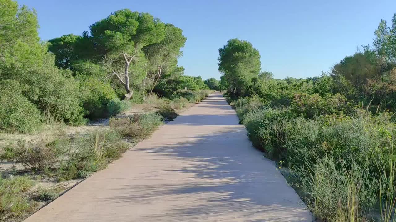 在阳光明媚的夏日沿着公园小径骑自行车视频素材